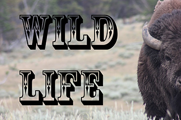 wildlife